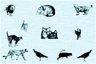 Using Cat E Poultry Typeface for Playful Brand Identity